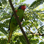 Red-flanked Lorikeet