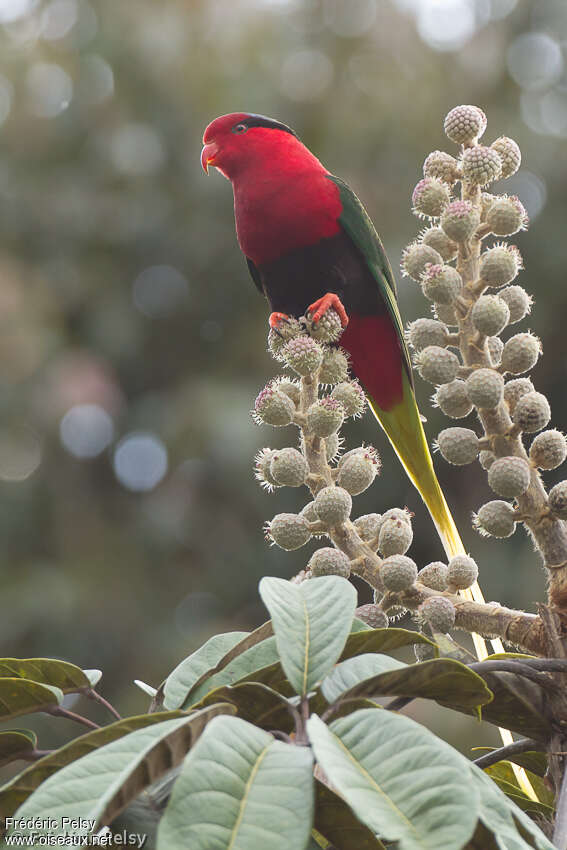 Stella's Lorikeetadult, identification