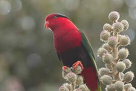 Stella's Lorikeet