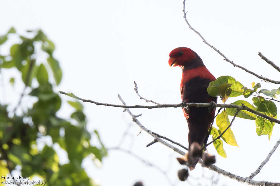 Violet-necked Lory