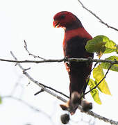 Violet-necked Lory