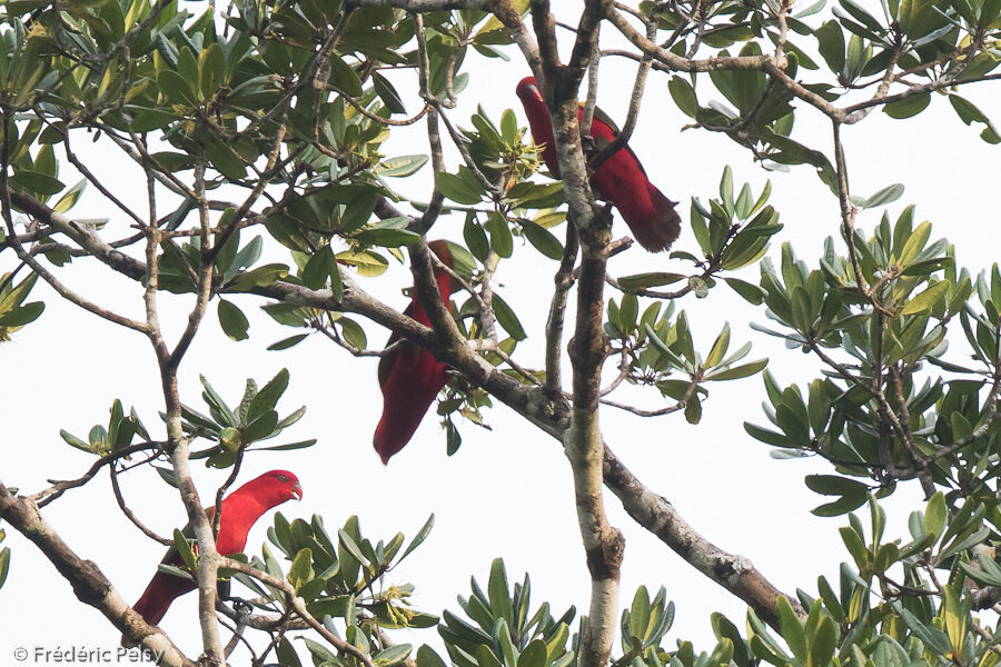 Chattering Lory