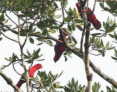 Chattering Lory