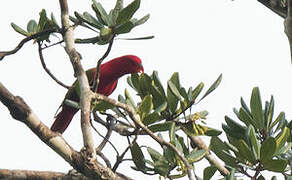 Chattering Lory