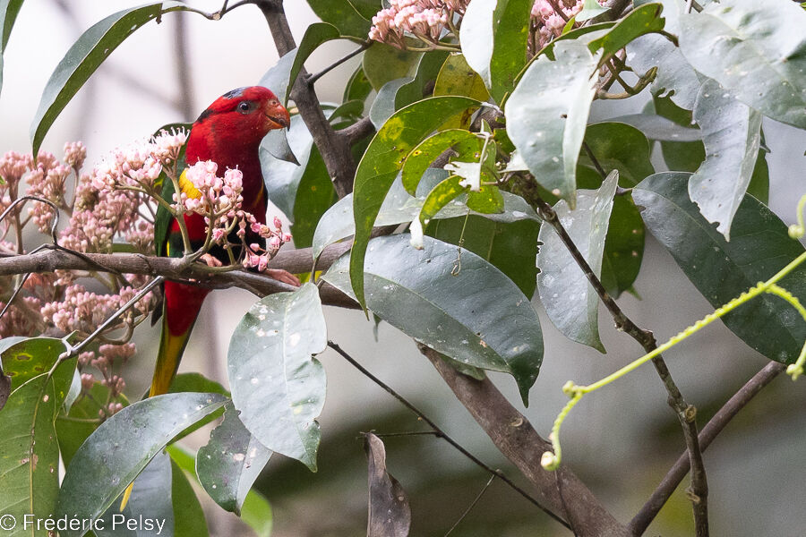 West Papuan Lorikeet