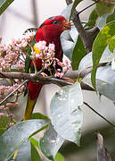 Papuan Lorikeet