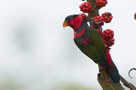 Black-capped Lory