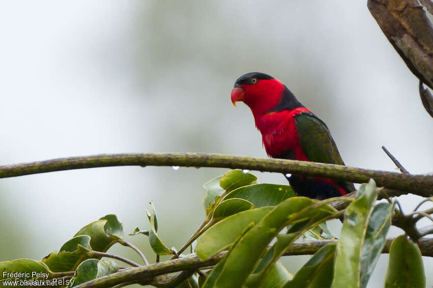 Black-capped Loryadult