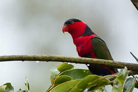 Black-capped Lory