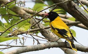 Black-hooded Oriole