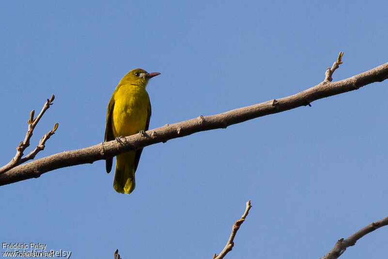 White-lored Orioleadult