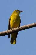 White-lored Oriole