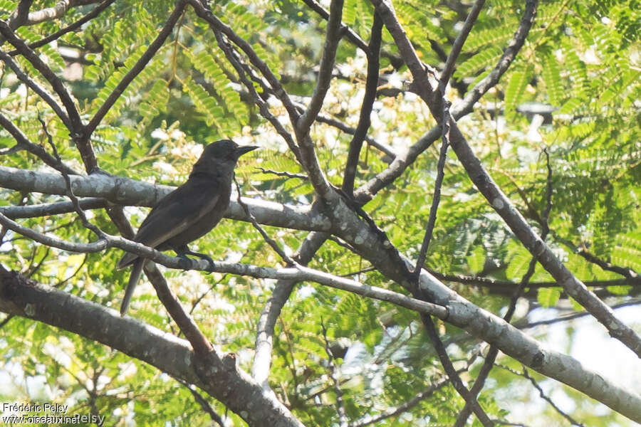 Dusky-brown Oriole