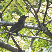 Dusky-brown Oriole