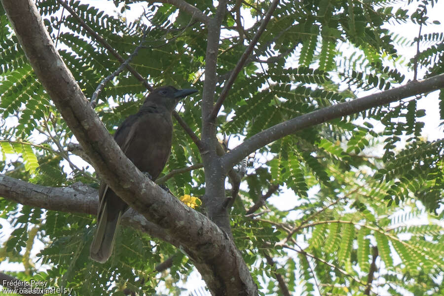 Dusky-brown Oriole