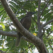 Dusky-brown Oriole