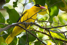 Black-naped Oriole