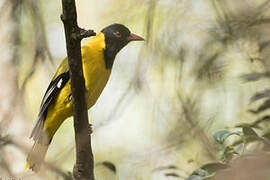 Mountain Oriole