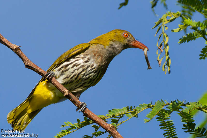 Philippine Oriole