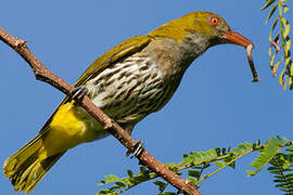 Philippine Oriole