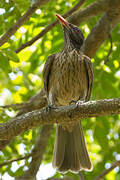 Brown Oriole