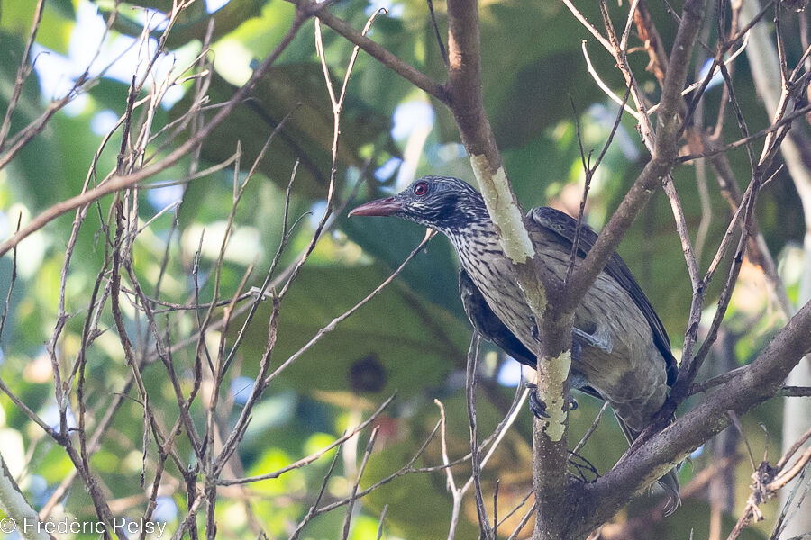 Brown Oriole