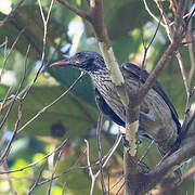 Brown Oriole