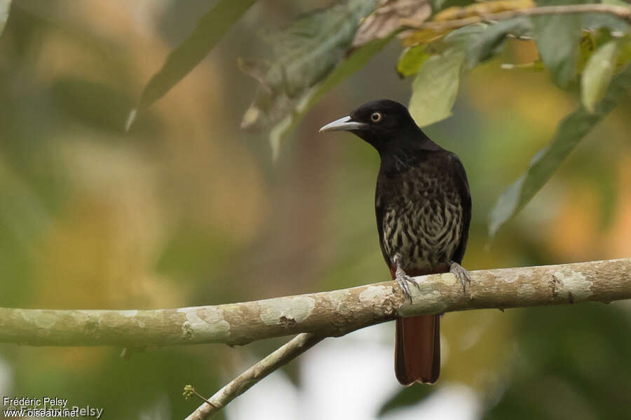 Maroon Oriole female adult