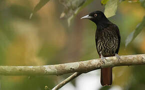 Maroon Oriole