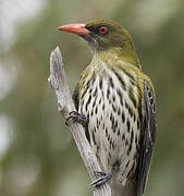 Olive-backed Oriole