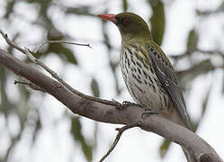 Olive-backed Oriole