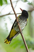 Ventriloquial Oriole