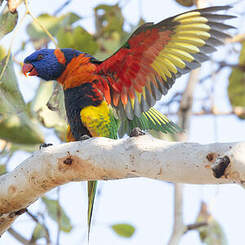 Loriquet à col rouge