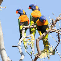 Loriquet à col rouge