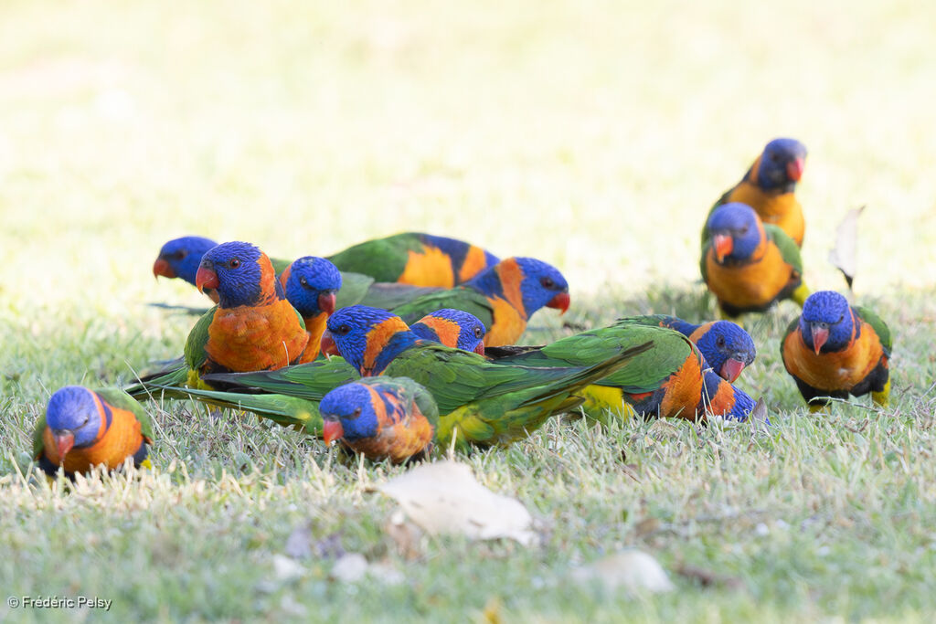 Loriquet à col rouge