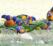 Loriquet à col rouge