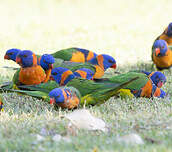 Loriquet à col rouge