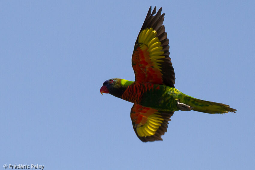 Coconut Lorikeetadult