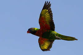 Coconut Lorikeet