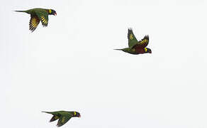 Coconut Lorikeet