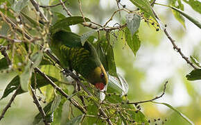 Yellow-cheeked Lorikeet