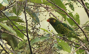 Yellow-cheeked Lorikeet