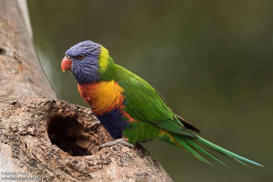 Rainbow Lorikeetadult, identification