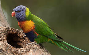 Rainbow Lorikeet