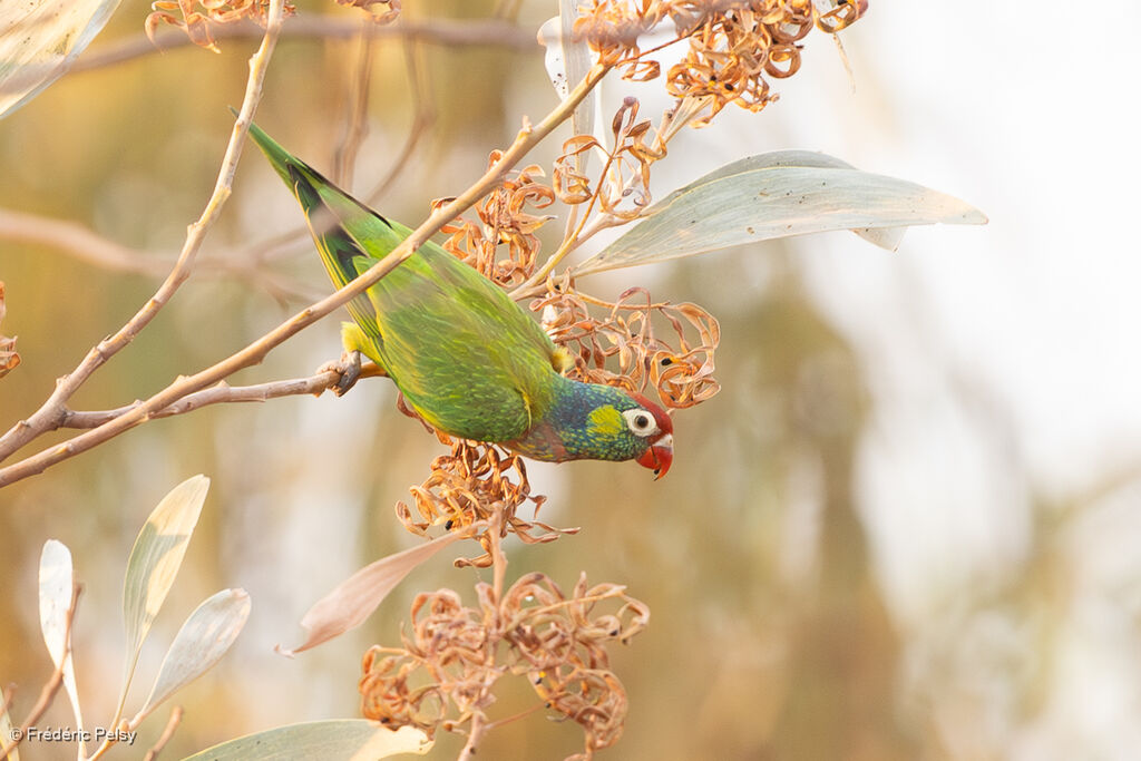 Loriquet versicolore