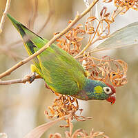 Loriquet versicolore