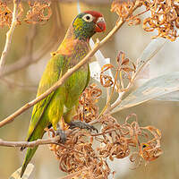 Loriquet versicolore