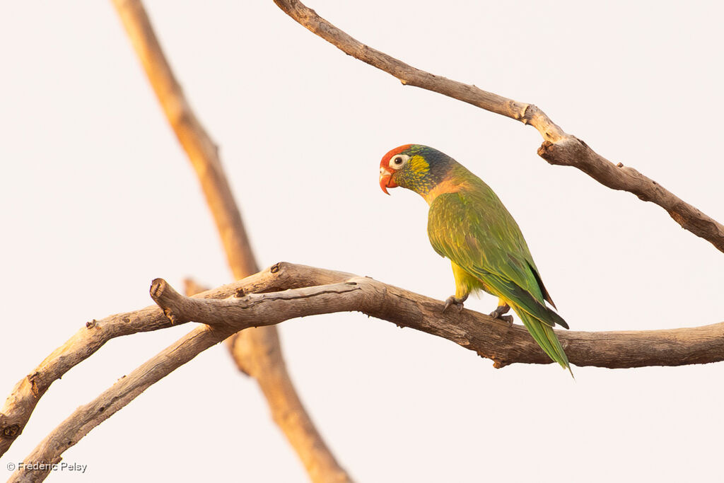 Loriquet versicolore