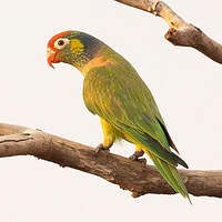 Loriquet versicolore