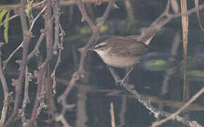 Moustached Warbler